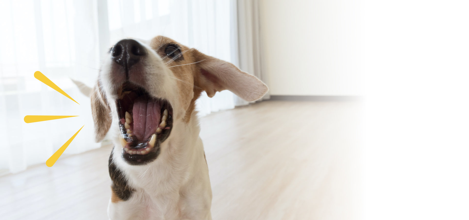 barking