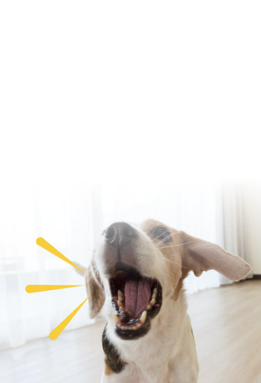 barking